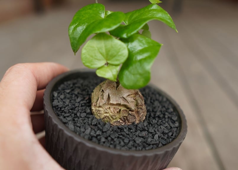 亀甲竜 ”塊根植物スターターセット” NO.3 | mana's farm:塊根植物