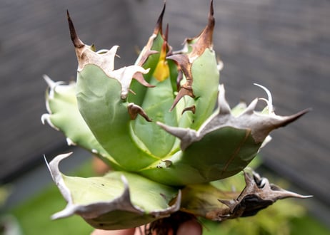 Agave titanota dwarf 姫厳龍 B NO.1