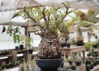 ユーフォルビア ウムフォロジエンシス Euphorbia umfoloziensis | ma