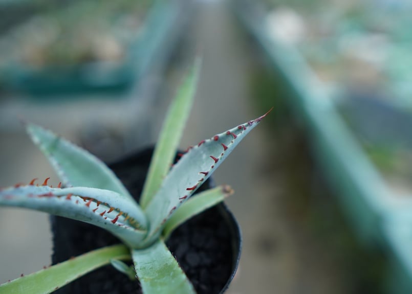 アガベ 屈原の舞扇 Agave 'Kutsugen no Maiougi' No.2 |