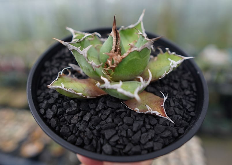 アガベ チタノタ シーザー agave titanota caesar No.1 | mana