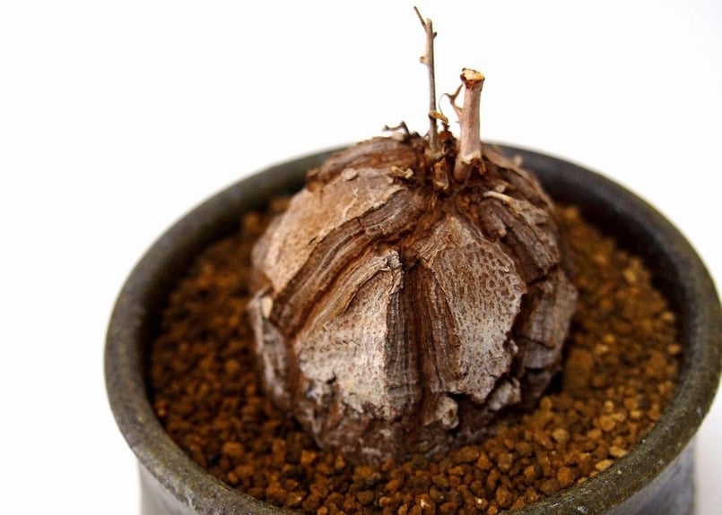 亀甲竜 ディオスコレア エレファンティペス dioscorea elephantipes