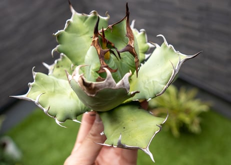 Agave titanota dwarf 姫厳龍 B NO.1