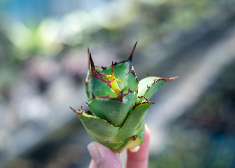 アガベ FO-76 インドネシア カキコ株 NO.1 | mana's farm:塊根