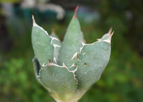 Agave titanota 白鯨 E NO.2