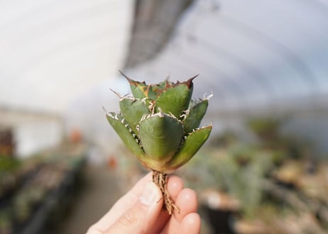 agave titanota FO-76  No.13