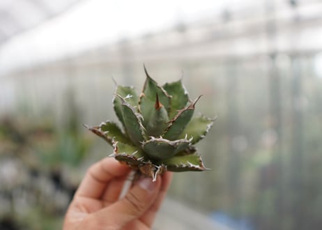 Agave titanota FO-76 C NO.3