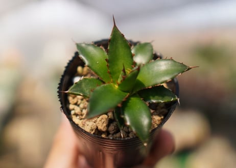 agave　ホリダ