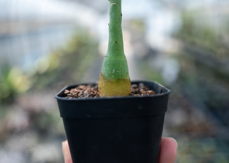 アデニア グラウカ  Adenia glauca　NO.7