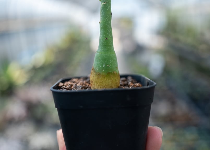 アデニア グラウカ Adenia glauca NO.7 | mana's farm:塊根植