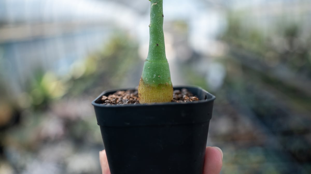 アデニア グラウカ Adenia glauca NO.7 | mana's farm:塊根植