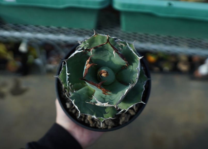 アガベ チタノタ R agave titanota R A8 | mana's farm:塊根