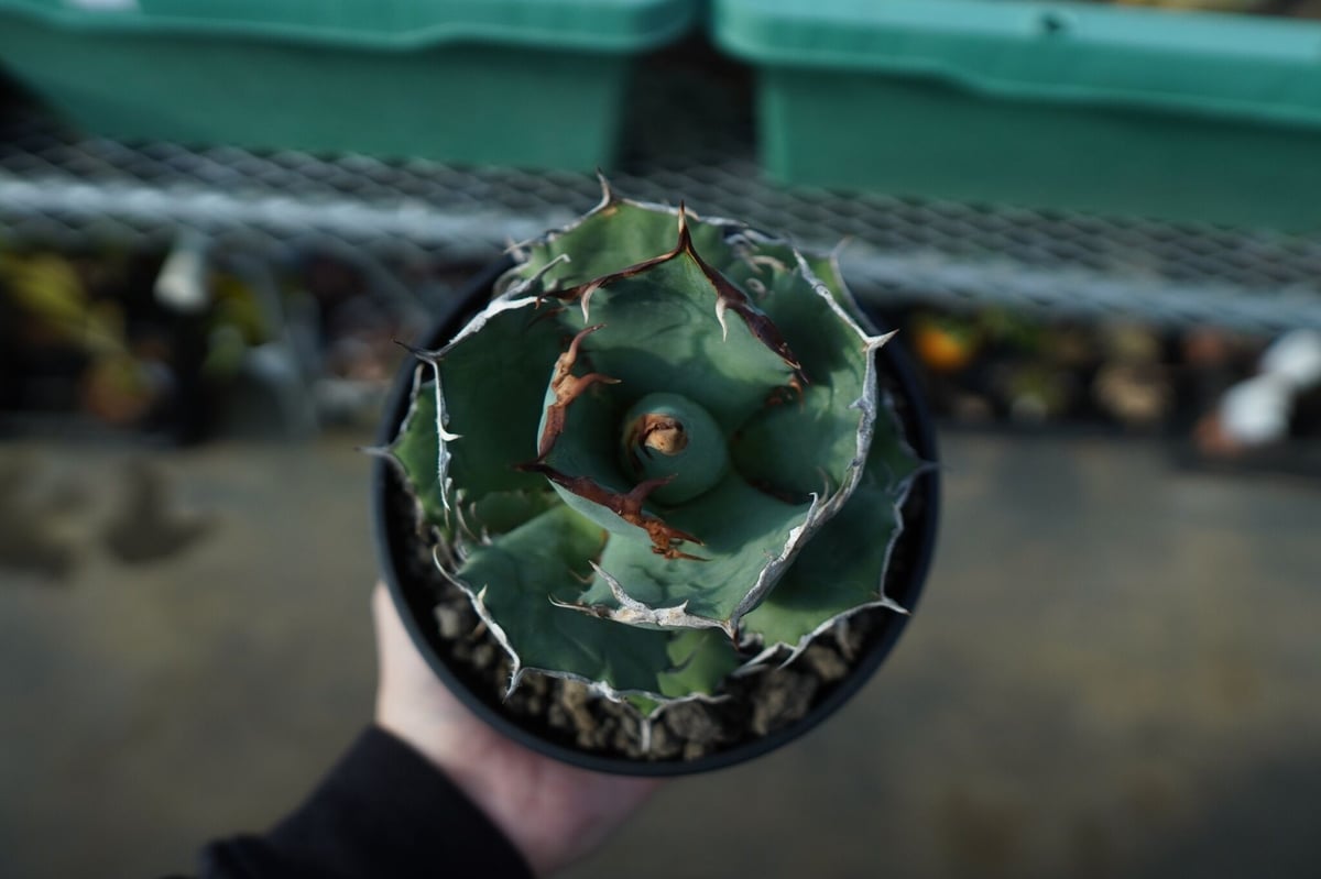 アガベ チタノタ R agave titanota R A8 | mana's farm:塊根