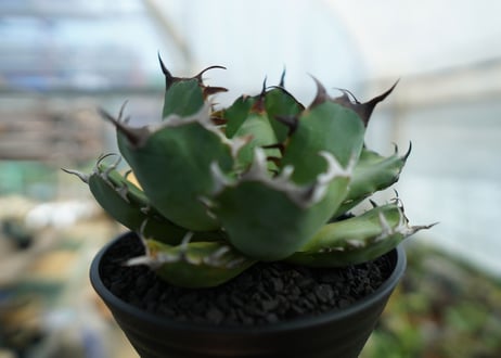 アガベ　チタノタ　黒鯨　Agave titanota black whales　No.1