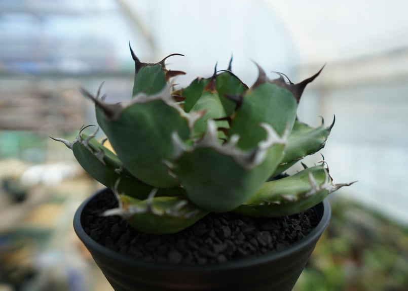 アガベ チタノタ 黒鯨 Agave titanota black whales No.1 |