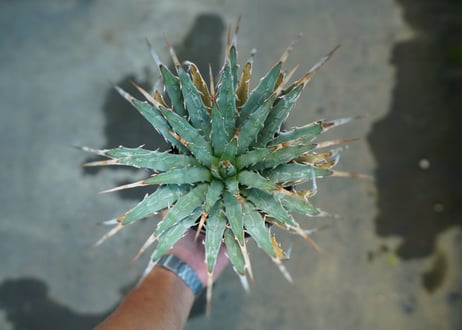 アガベ　ユタエンシス　Agave uthaensis　No.9