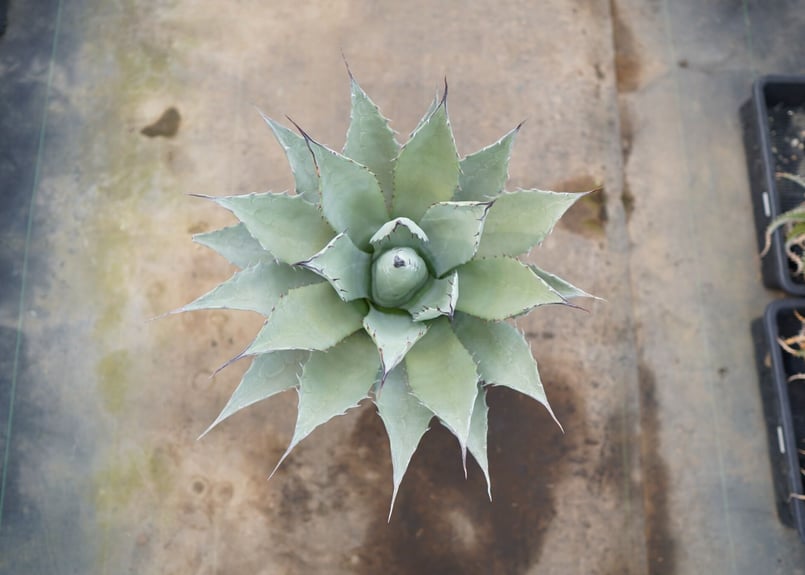 （希少） ロングスパインタイプ アガベ　パリー　ネオメキシカーナ アガベ・パリー 'ネオメキシカーナ'｜Agave parryi sp