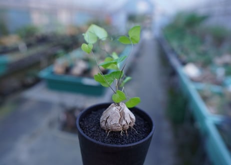 亀甲竜　Dioscorea elephantipes　No.2