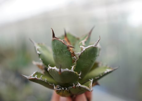 Agave titanota FO-76 C NO.3
