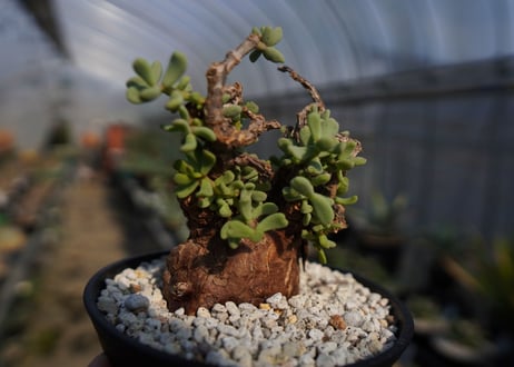 ケラリア ピグマエア Ceraria pygmaea  No.2