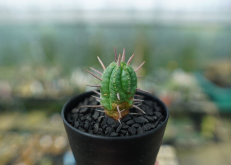 ユーフォルビア　フェロックス　Euphorbia ferox