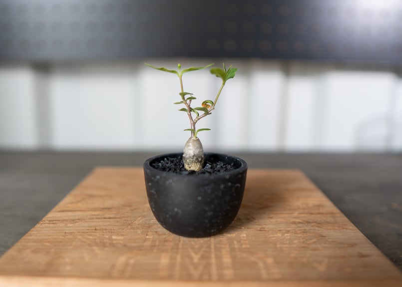 フォッケアエデュリス 火星人 沖縄実生 | mana's green:塊根植物 フォッケアエデュリス 火星人 沖縄実生 | mana's green:塊根植物