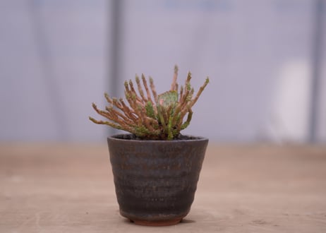 ユーフォルビア 孔雀丸 綴化　Euphorbia flanaganii