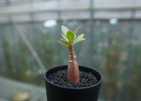 アデニウム　Adenium  No.3