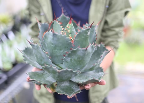 Agave parrasana x isthmensis