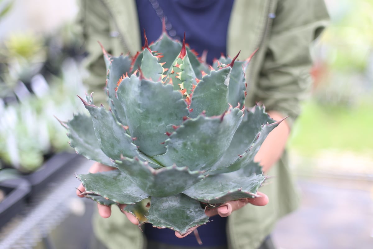 2020年のクリスマス Agave isthmensis ✕ parrasana hybrid カキコ