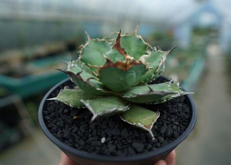 アガベ　チタノタ　烈焔 Agave titanota "烈焔"　No.3