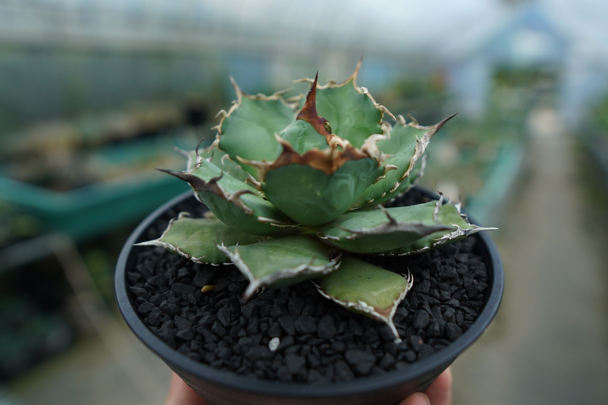 アガベ チタノタ 烈焔 Agave titanota 