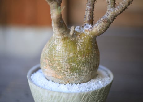 グラキリス　 Pachypodium Gracilius