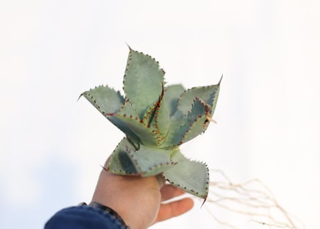 Agave ドラゴントゥース  no.2