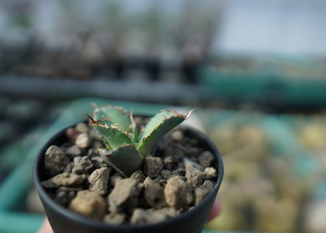 カキコアガベ　チタノタ　FO-76　agave titanota  FO-76　子株　A12