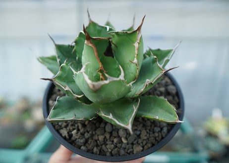 アガベ　チタノタ　FO-76　agave titanota  FO-76　No.1
