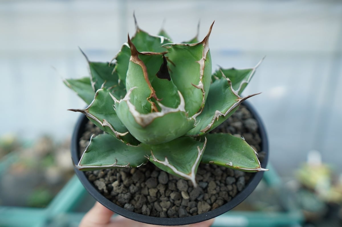 アガベ チタノタ FO-76 agave titanota FO-76 No.1 | man