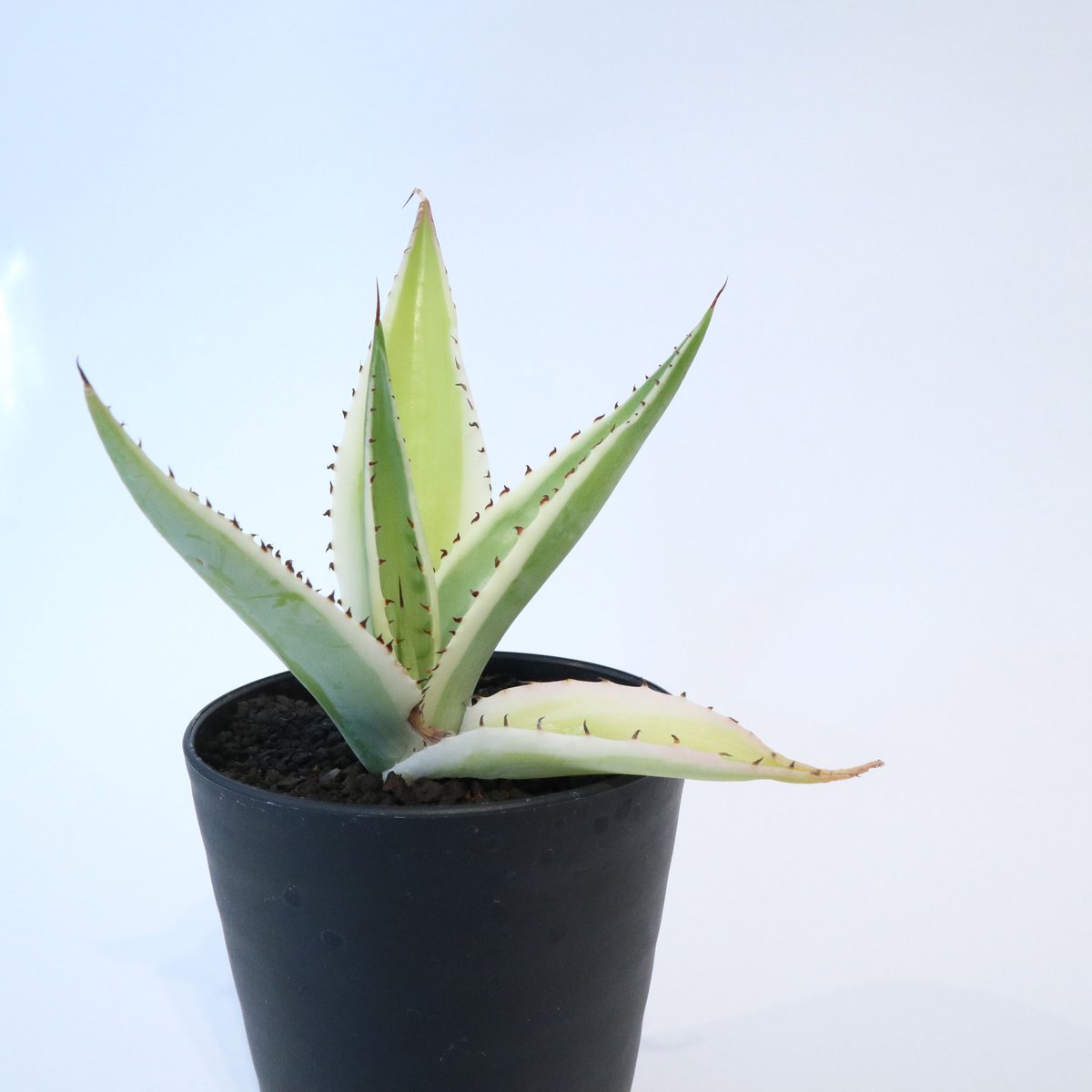 アガベ グイエンゴーラ錦 | mana's farm:塊根植物・アガベ・ドライ