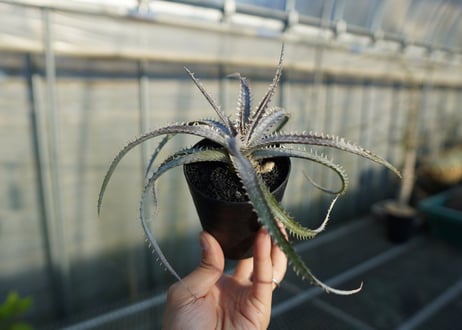 ディッキア　ナガス　Dyckia Nagas