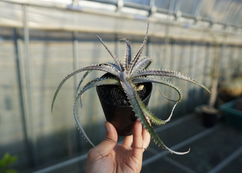 ディッキア ナガス Dyckia Nagas | mana's farm:塊根植物・アガベ・ド