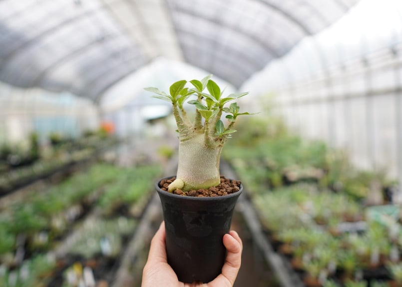 まるでご神木！】アデニウム スーパードワーフ タイ実生《1