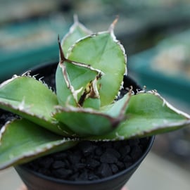 大人気のアガベの特選株をアップします。 | mana's farm:塊根植物