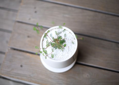 ソフォラ　ミクロフィラ 　 Sophora microphylla
