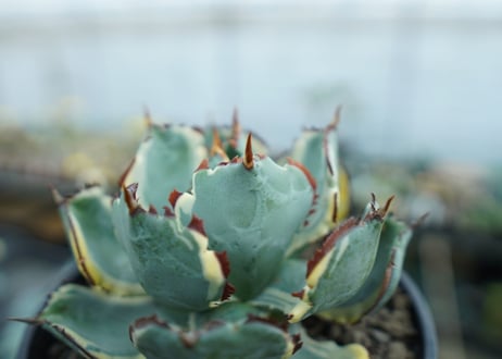 アガベ　兜蟹錦　連棘　Agave isthmensis “Kabutogani” variegata　NO.2