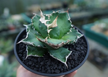 アガベ　チタノタ　白火焔　agave titanota white fire　No.1