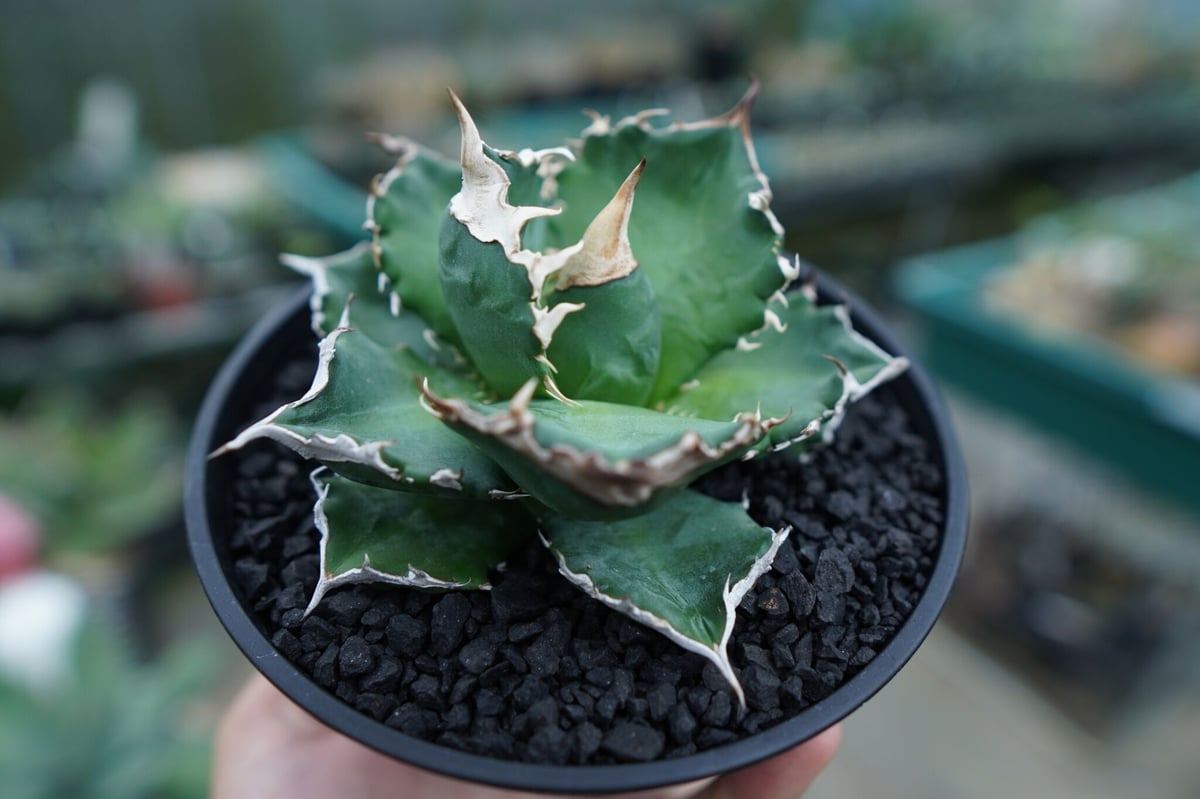 アガベ チタノタ 白火焔 agave titanota white fire No.1 | m