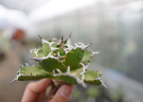 Agave titanota  Crab 螃蟹  NO.7