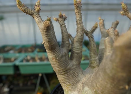 パキポディウム マカイエンセ　Pachypodium makayense　No.1