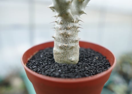 パキポディウム　デンシフローラム　Pachypodium densiflorum　No.9