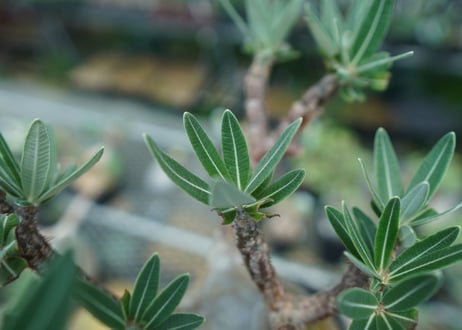 パキポディウム　グラキリス　 Pachypodium Gracilius  No.8